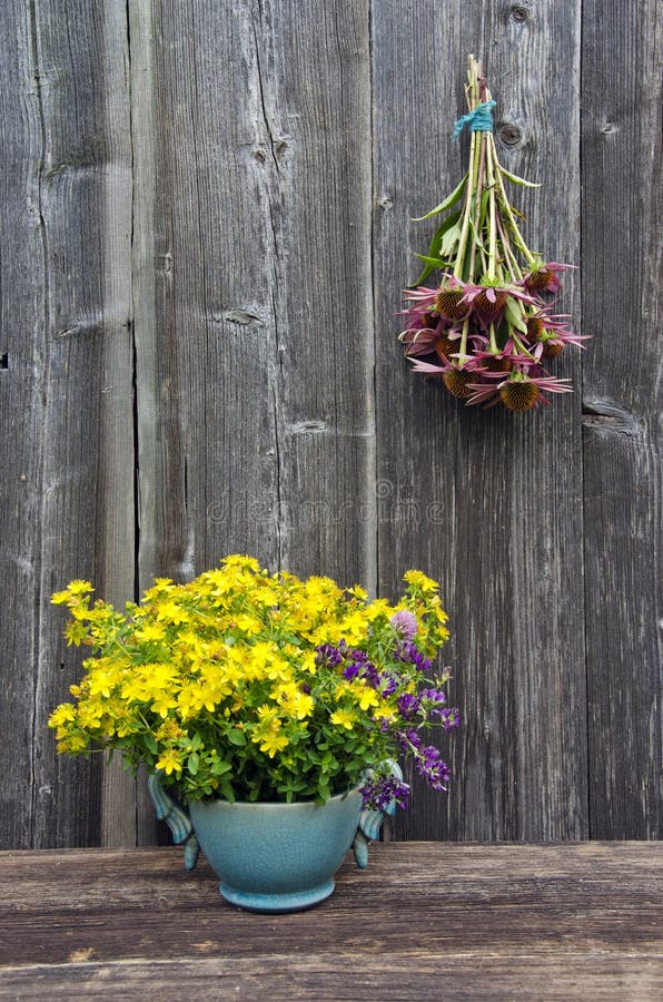 Summer medical flowers - st.Johns wort and echinacea herbs bunch on wooden wall. Summer medical flowers - st.Johns wort and echinacea herbs bunch on old wooden stock image