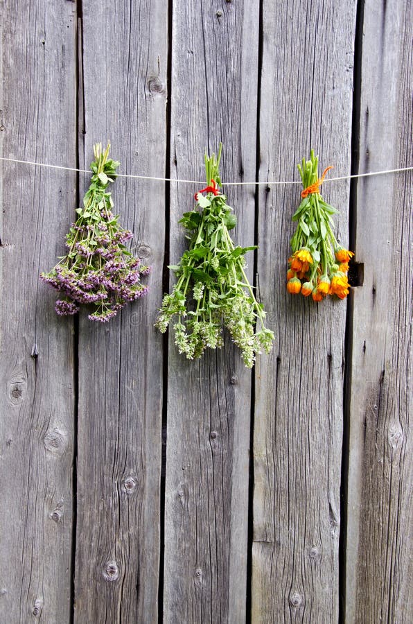 Summer medical herbs bunches on wooden wall. Summer medical herbs calendula, wild marjoram and lemon-balm bunches on wooden wall royalty free stock images