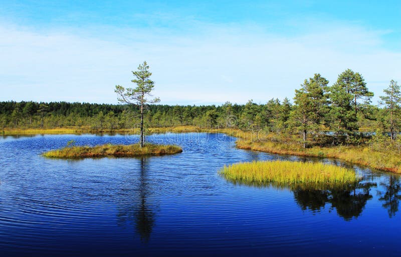 Swamp lake with two islets. Rare trees in the foreground, frequent in the background. Landscape of early autumn royalty free stock images Swamp lake with two islets. Rare trees in the foreground, frequent in the background. Landscape of early autumn royalty free stock images