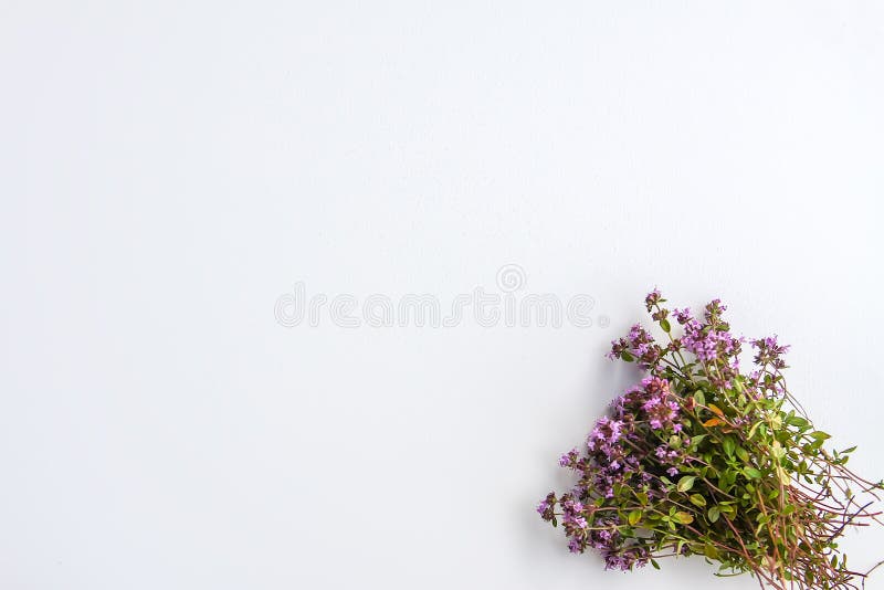 Summer medical herbs bunch. Thyme plant. Thyme plant. Summer medical herbs bunch on white background, fresh, green, herbal, oregano, aromatherapy, food stock photography