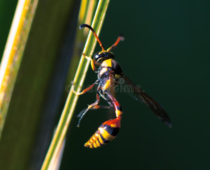 Tropical wasp on leaf. Thread-waisted wasp on palm leaf. Unusual exotic tropical insect. royalty free stock image