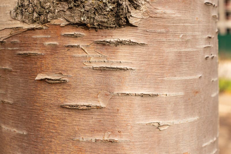 Unusual color of birch bark, natural wood texture. as a background stock images