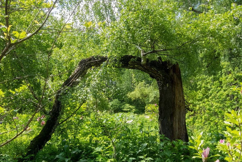 An unusual tree, a birch in the Botanical garden. stock photography
