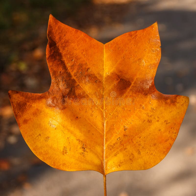 Unusual yellow maple leaf. Autumn. Park. stock image