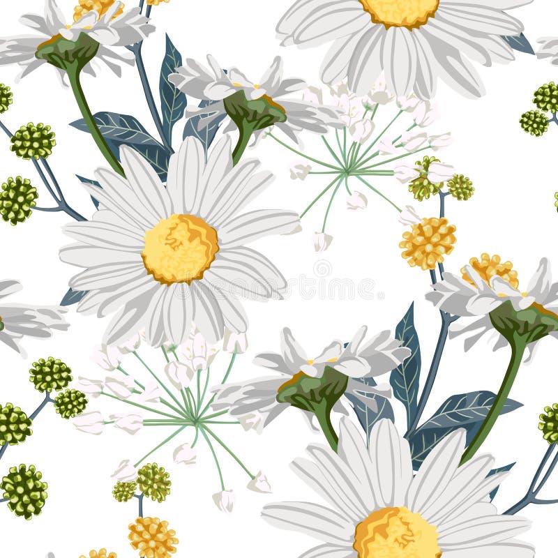 Vector floral seamless pattern with summer herbs, fern and chamomile camomile flowers. White background royalty free illustration