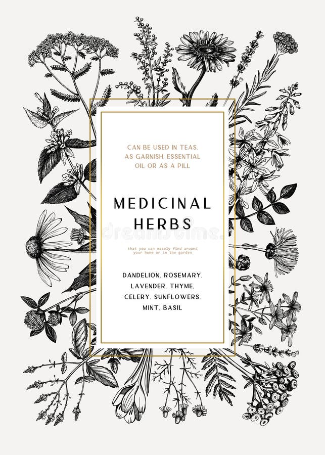 Vintage medicinal herbs card or invitation design. Hand drawn flowers, weeds and meadows illustrations. Summer plants template. Botanical background with stock illustration