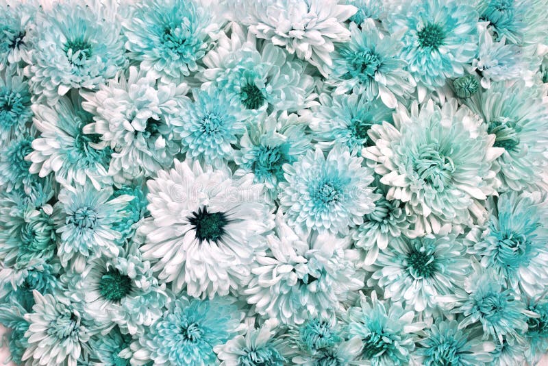 Wall of fresh flowers of chrysanthemum, vintage. Background stock photography