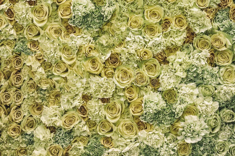 Wall of fresh roses flowers, yellow lime green shades. Floral decor, handmade romantic background stock photos Wall of fresh roses flowers, yellow lime green shades. Floral decor, handmade romantic background stock photos