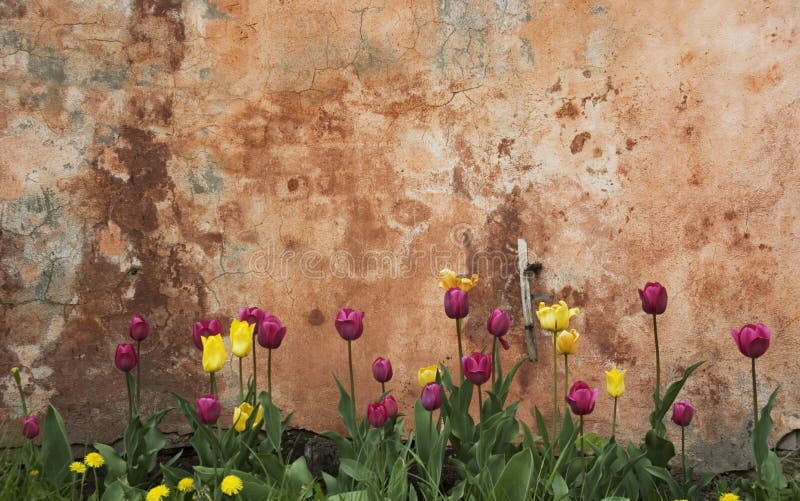 Wall and tulips royalty free stock photography