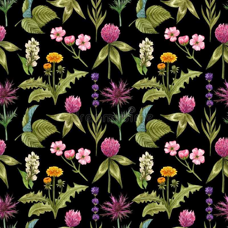 Watercolor wildflowers seamless pattern with the different meadow flowers. Clover, blue thistle, raspberry, dandelion pattern. royalty free illustration