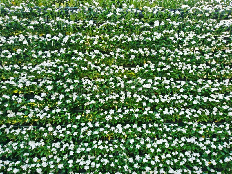 White flowers and green wall vertical in the garden stock photography