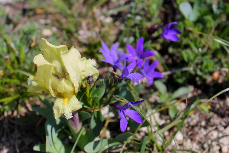 Wild iris flower on an Alpine meadow royalty free stock photos