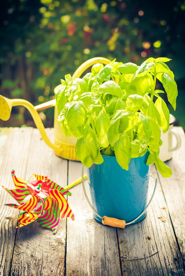 Work garden herbs flowers summer. Work in the garden: herbs and flowers in summer royalty free stock image