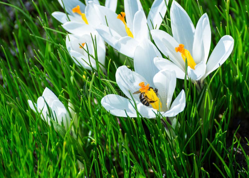 Wove the Flower white Crocus. Weaving is sitting on the white Flower of a Crocus growing among green grass. Saffron (Crocus) used as ornamental plants, flowering stock photos