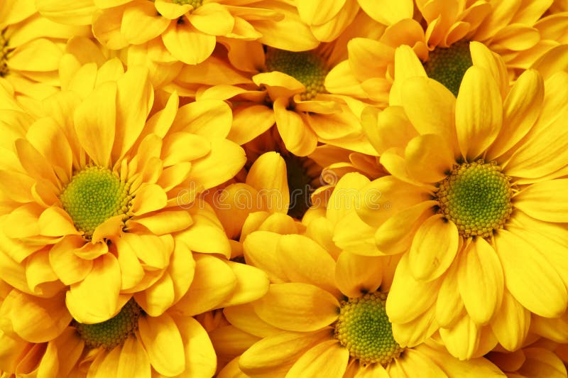 Yellow flowers royalty free stock images