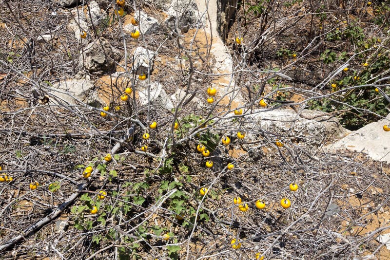 Yellow round fruit on a low bush,Indian Ocean, north of Madagascar. The yellow round fruit on a low bush,Indian Ocean, north of Madagascar royalty free stock photos