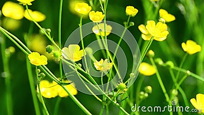 Ant on a Yellow Buttercup stock video footage