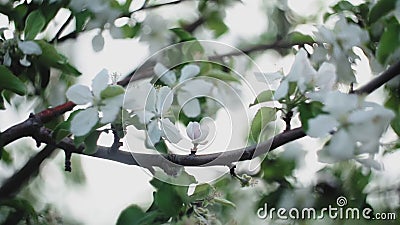 Apple twig with flowers and a bud. stock video footage