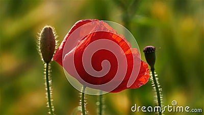 Blooming red poppies stock video