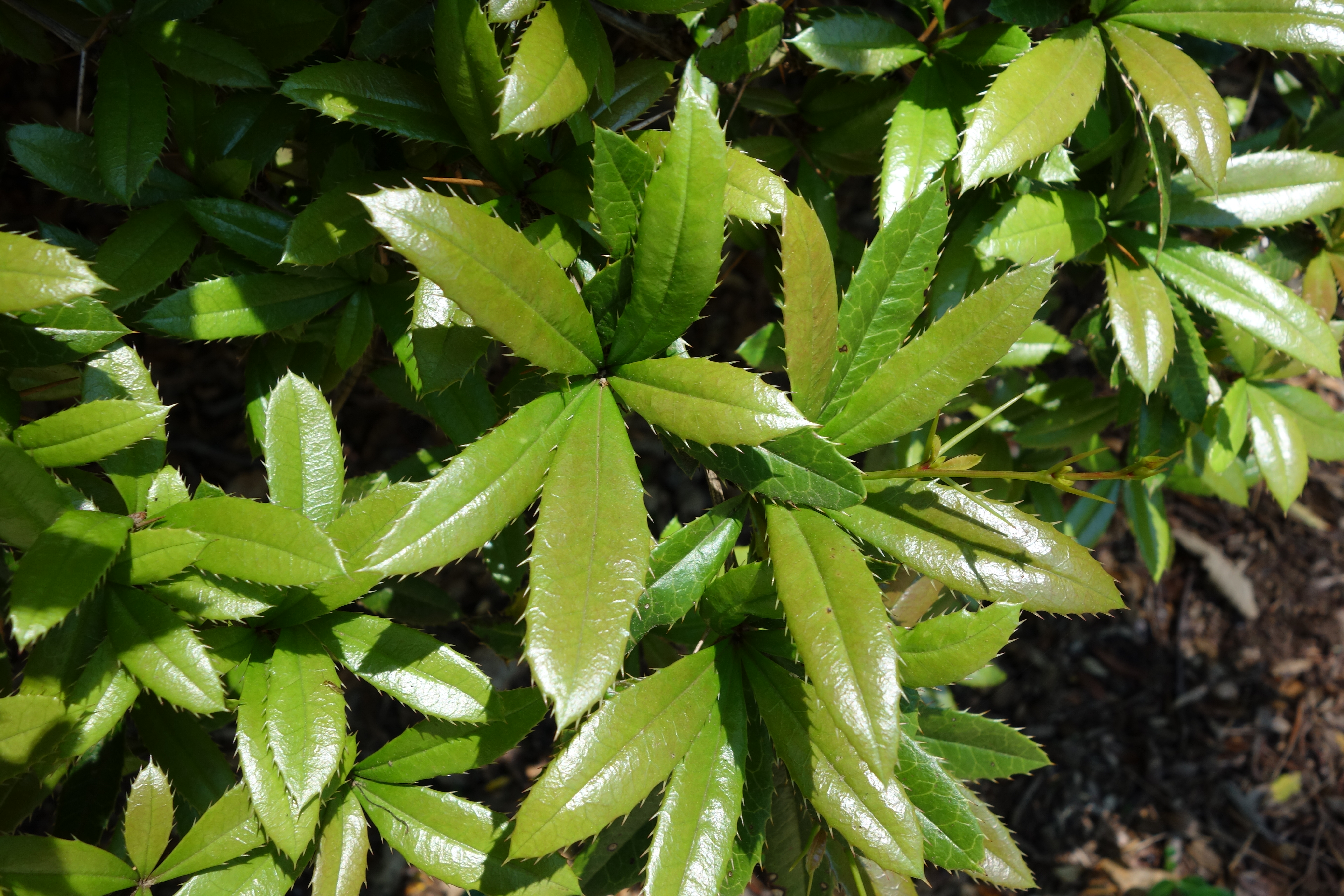 Вечнозелёный кустарник с колючими листьями
