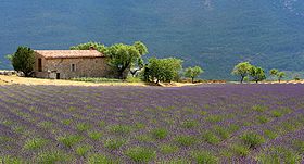 Image illustrative de l’article Provence