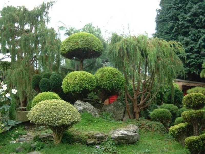 ниваки в японском саду