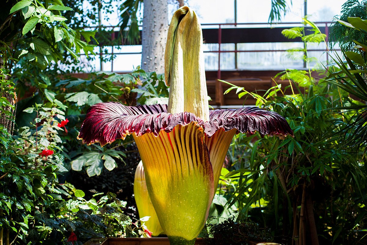 titan-arum.jpg