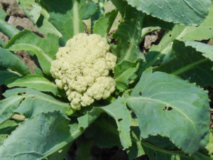 Flower vegetables - Cauliflower