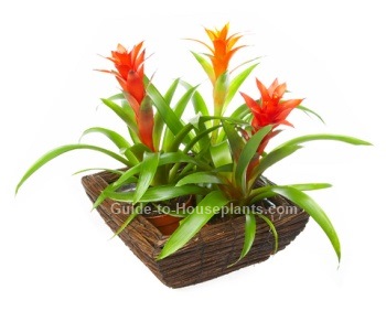 bromeliads, guzmania lingulata, tropical house plants, flowering houseplants