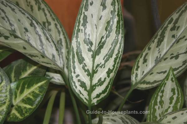 chinese evergreen, common house plants