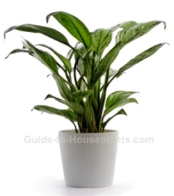 chinese evergreen, aglaonema, common house plants, low light house plants