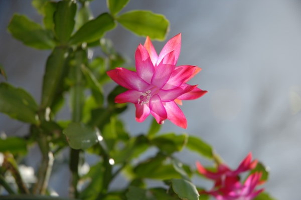 Christmas Cactus in Bloom winter flowering plants, flowering christmas cactus