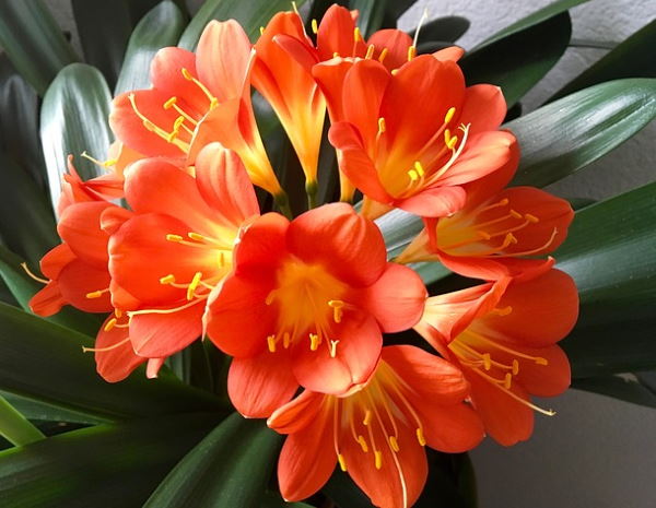 Flowering Clivia Plant winter flowering plants, clivia