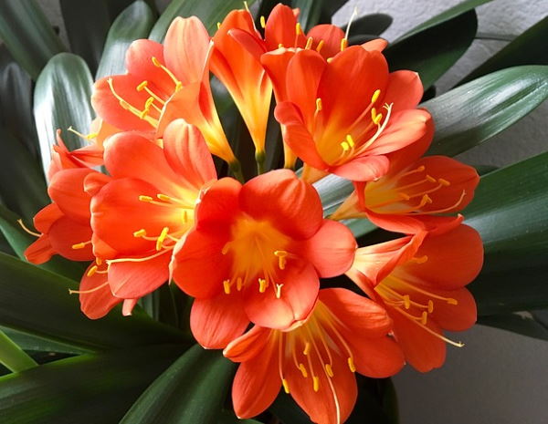 winter flowering plants, clivia