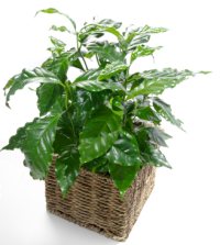 coffee plant, coffea arabica, growing coffee plant