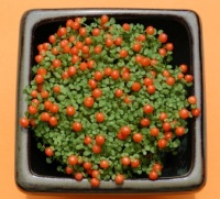 coral bead plant, unusual house plants