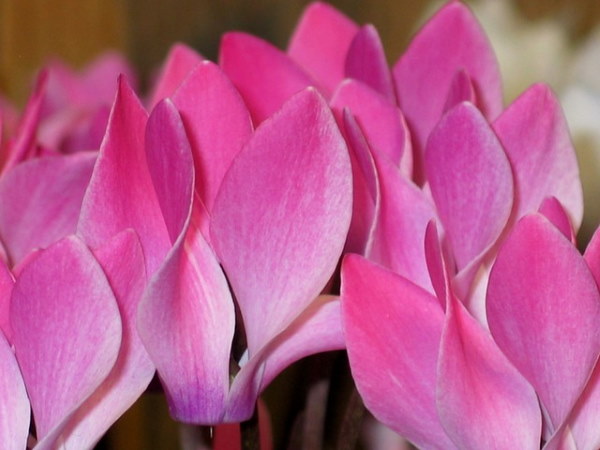 pink cyclamen, winter flowering plants