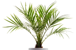 pygmy date palm, phoenix roebelinii, dwarf date palm