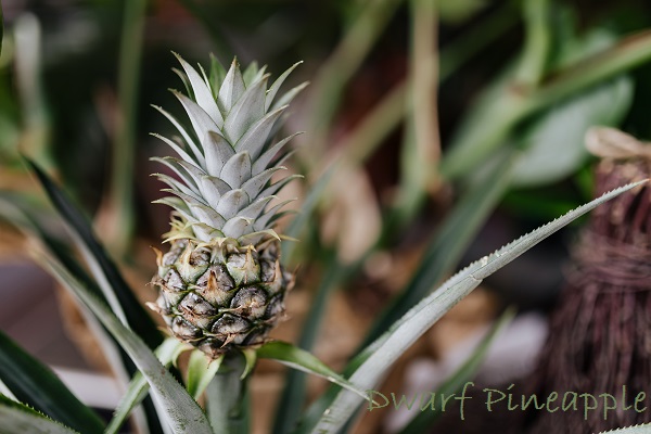 dwarf pineapple plant, dwarf fruit tree