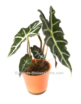 elephants ear, alocasia amazonica, exotic house plant