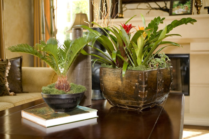 exotic house plants, tropical house plants, exotic indoor plants