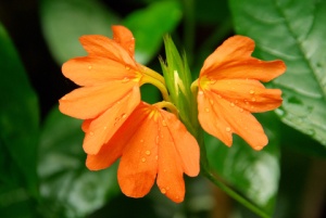 firecracker flower, flowering house plants