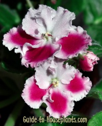 african violets, flowering house plants