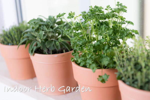 indoor herb gardens, growing herbs indoors