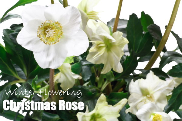 hellebore, christmas rose, winter flowering plants