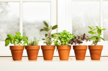 indoor herb gardens, growing herbs indoors, window herb garden