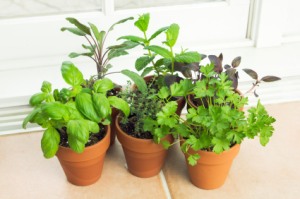 indoor herb gardens