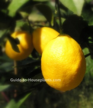 meyer lemon, growing fruit trees, dwarf fruit trees
