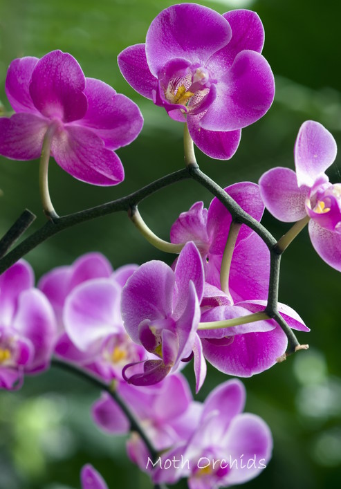 moth orchids, phalaenopsis, exotic orchids, growing orchids