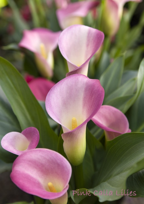 pink calla lily, Zantedeschia rehmannii, flowering house plants